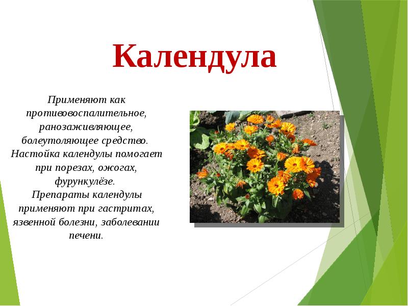 Презентация про календулу