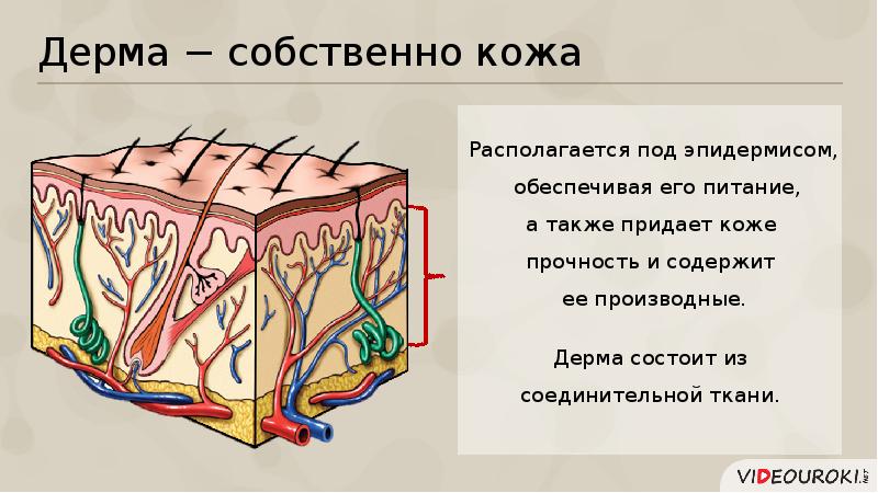 Рассмотрите рисунок 71 найдите эпидермис дерма и гиподерма расскажите об их строении и функциях