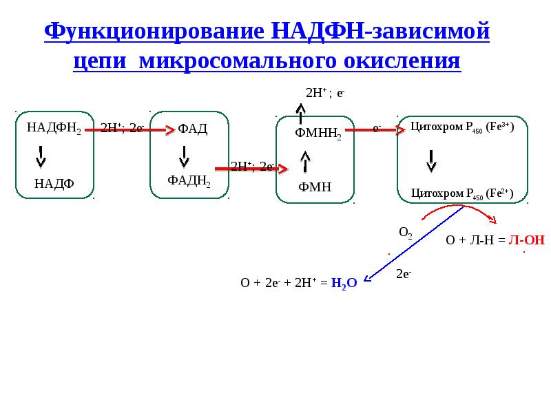 Биохимическое соединение. Биотрансформация в ЭПР микросом кислород флавопротеид цитохром. Гексомонофосфатный шунт.