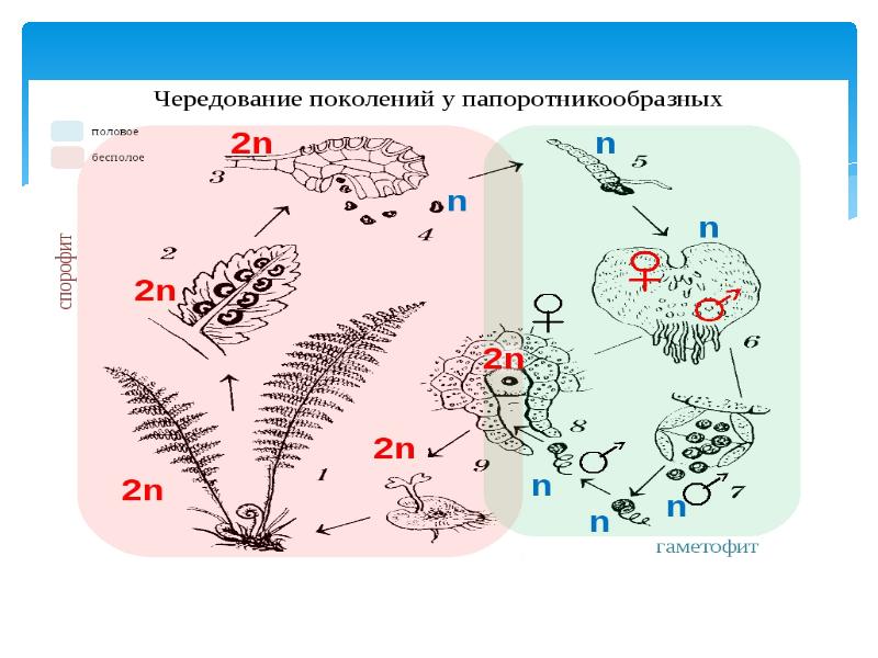 Циклы поколений. Чередование поколений. Диплоидный спорофит. Первичное чередование поколений. Гаплоидный гаметофит.