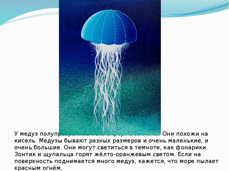У медузы есть мозги. Зонтик медузы. Какого размера бывают медузы. Где зонтик у медузы. Где защита у медузы.