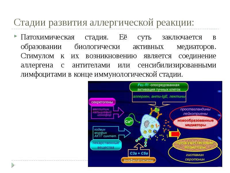 Этапы развития аллергической реакции