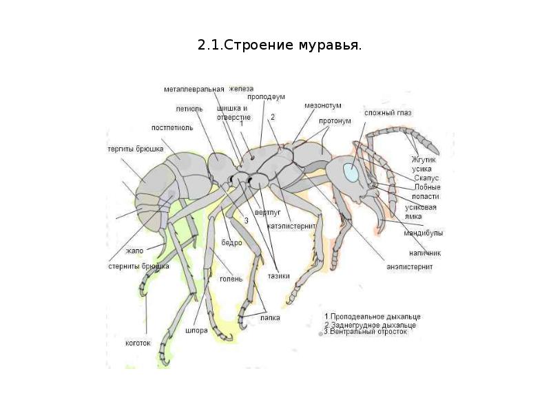 Муравья рабочего карта