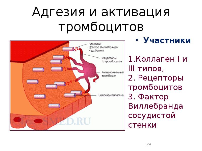 Коллаген 1 и 3 типа что это