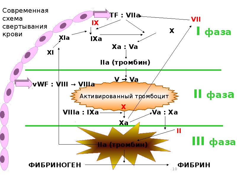 Схема плазменного гемостаза