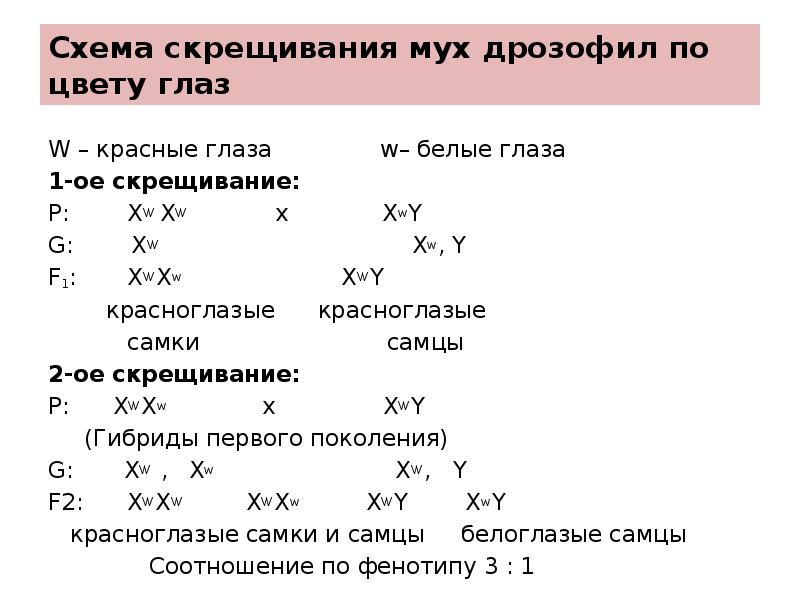 Схема хромосомной дифференциации пола у дрозофил