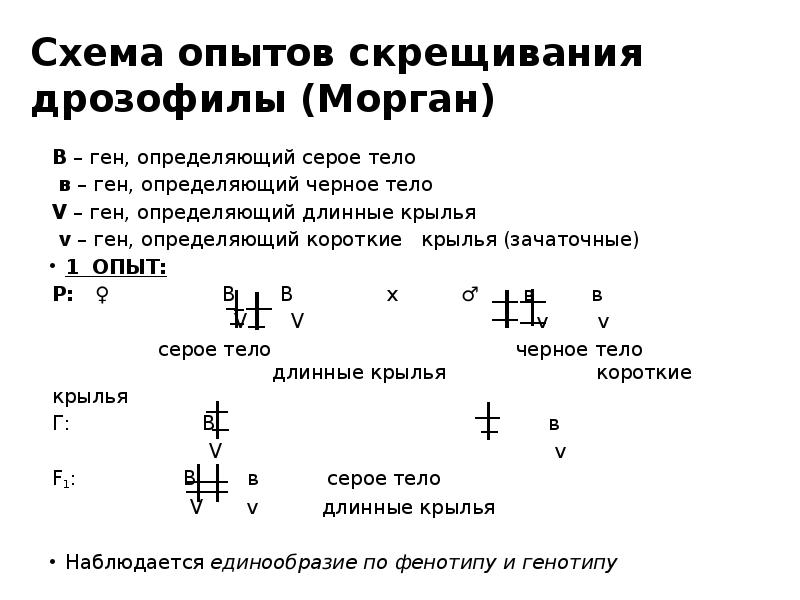 Схема скрещивания дрозофилы