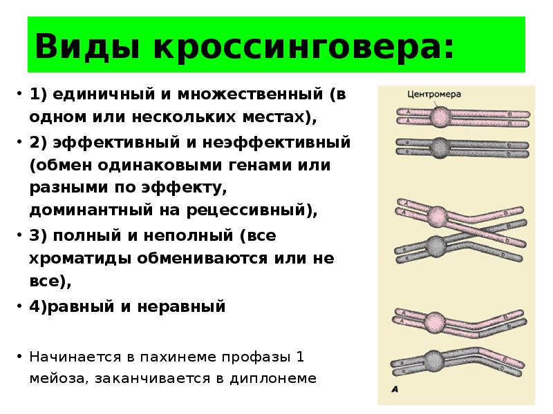 Кроссинговер это. Виды кроссинговера. Неравный кроссинговер. Конъюгация и кроссинговер происходят в. Этапы кроссинговера.