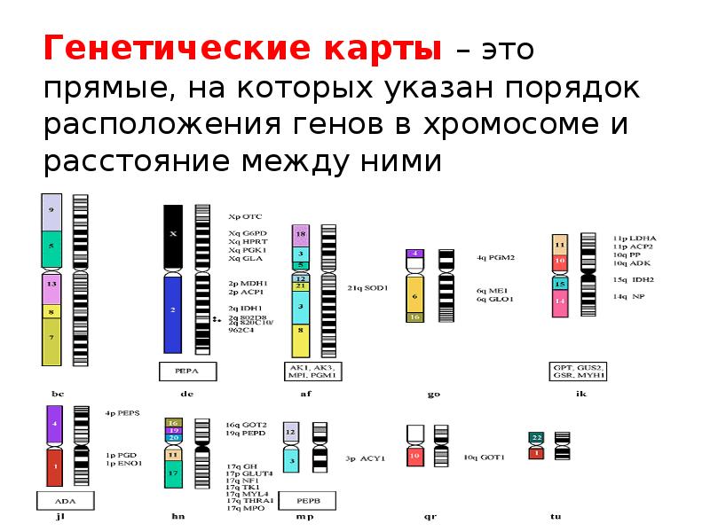 Генетическая карта как построить