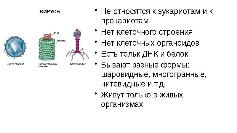 ВИРУСЫ Не относятся к эукариотам и к прокариотам  Нет клеточного