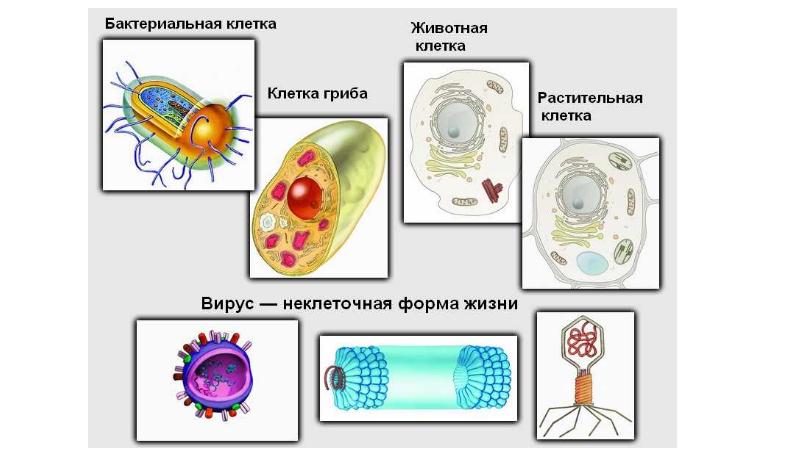 Микроорганизмы друзья или враги проект