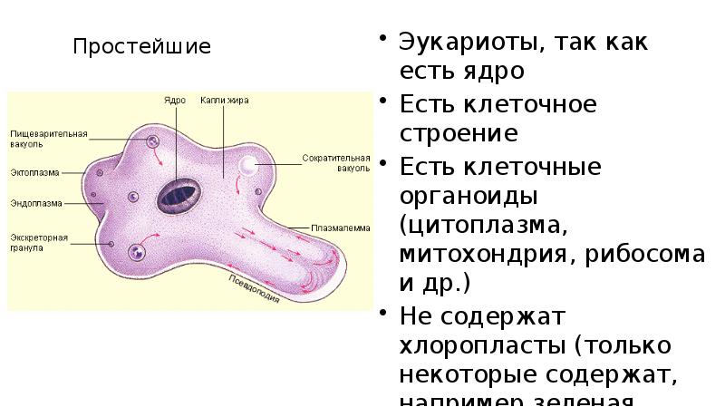 Простейшие Эукариоты, так как есть ядро Есть клеточное строение Есть клеточные