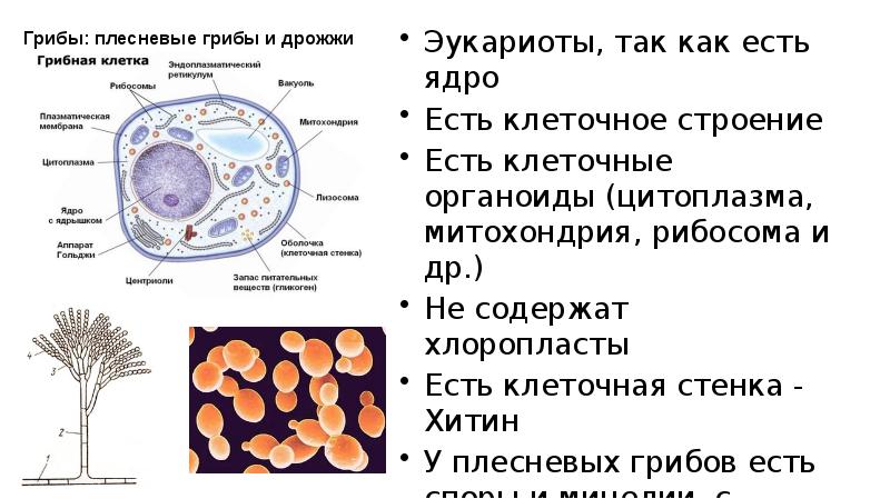 Грибы: плесневые грибы и дрожжи Эукариоты, так как есть ядро Есть