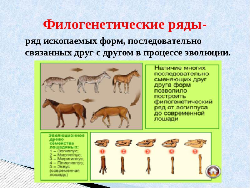 Этапы антропогенеза презентация 10 класс