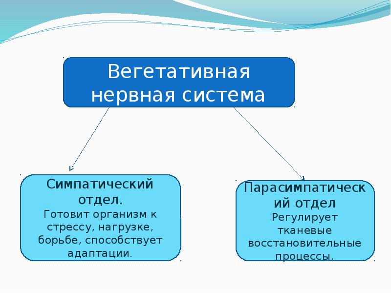 Вегетативная что регулирует