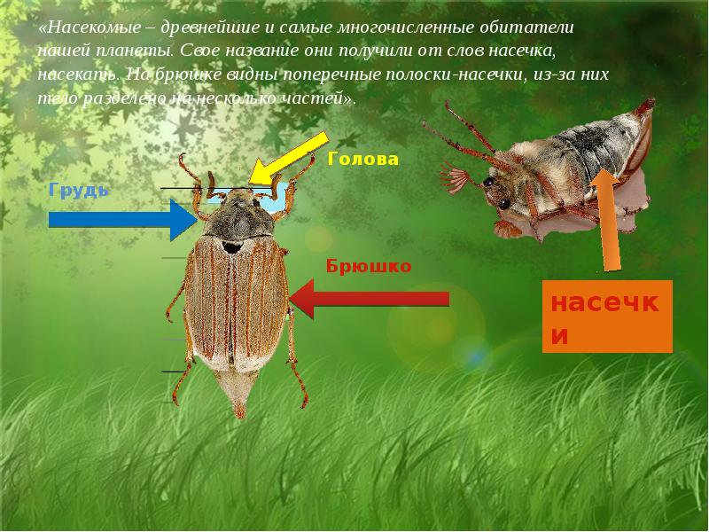 Насечки у насекомых фото