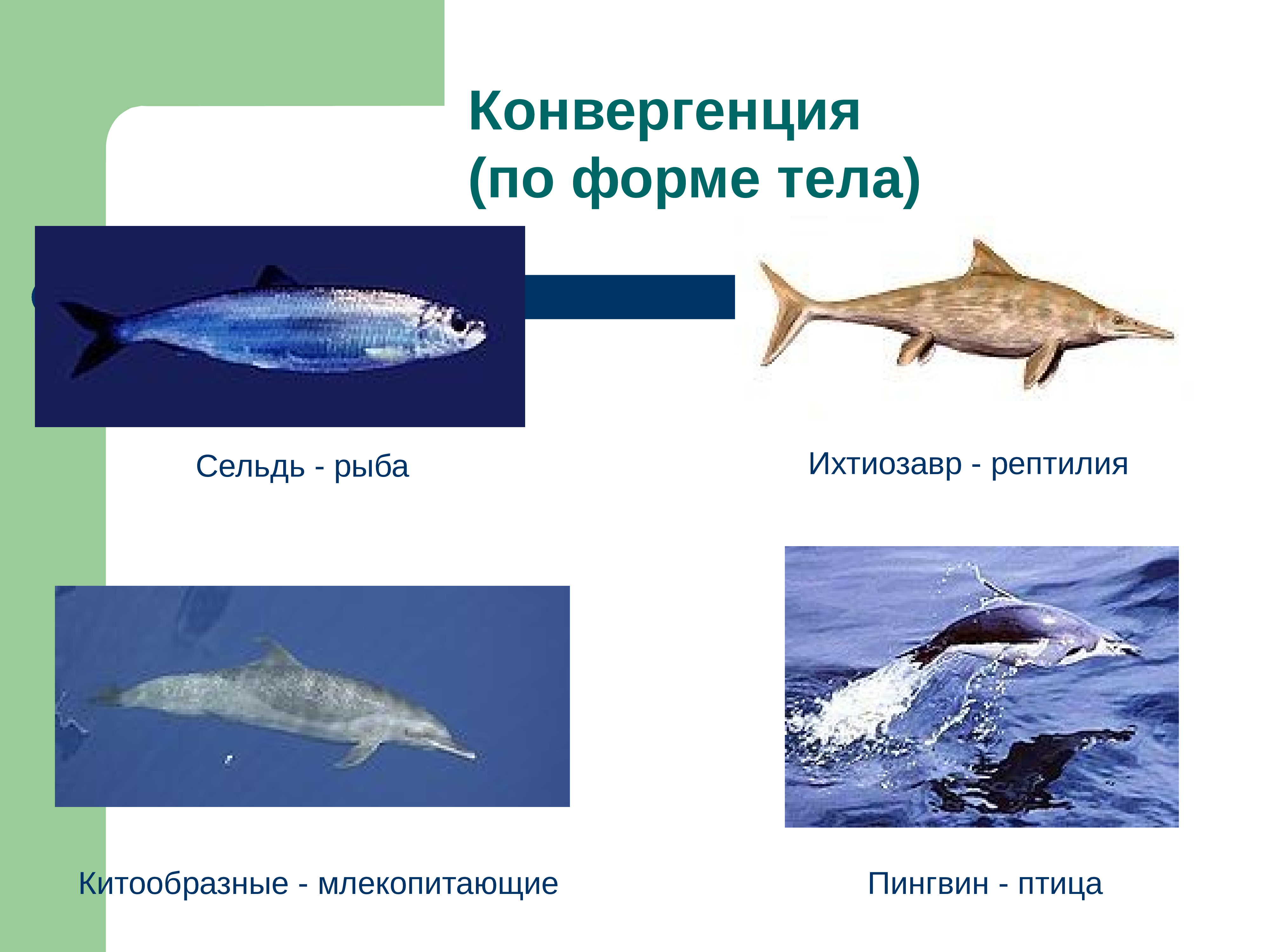 Конвергенция. Форма тела конвергенция. Конвергенция у рыб. Конвергенция Ихтиозавр. Конвергенция у млекопитающих.