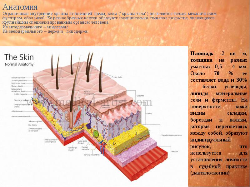 Среда кожи. Эпидермис и дерма. Эпидермис и дерма различия. Skin.