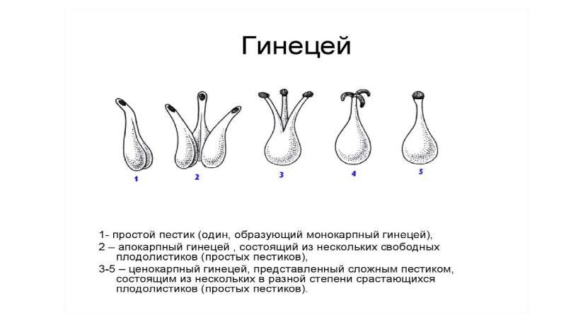 Апокарпный гинецей рисунок