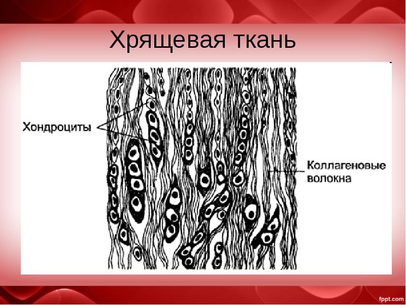 Хрящевая ткань. Коллагеновые волокна хрящевой ткани. Волокнистый хрящ коллагеновые волокна. Хрящевая ткань строение рисунок. Хрящевая волокнистый хрящ.