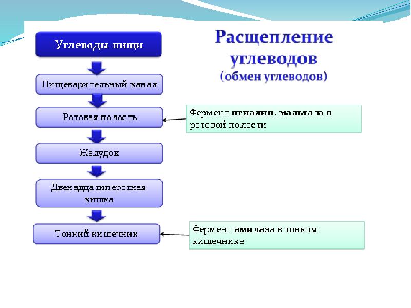 До каких веществ расщепляются углеводы