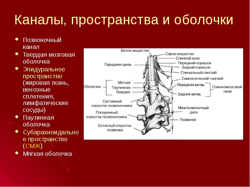 Эпидуральное пространство спинного мозга. Твердая мозговая оболочка позвоночника. Патогенез травмы спинного мозга. Патогенез травм позвоночника.