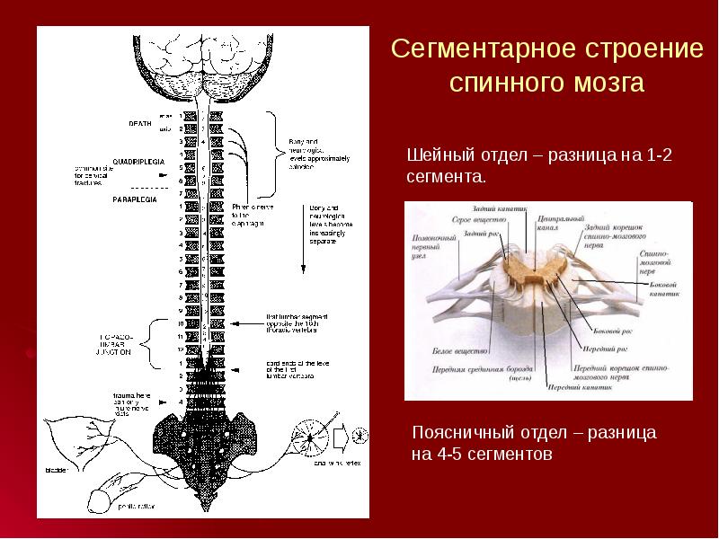 Позвоночно спинномозговая травма неврология презентация