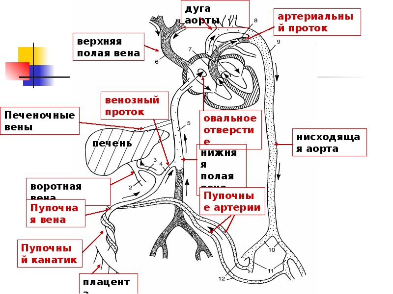 Система верхней полой вены правая половина. Верхняя полая Вена анатомия схема. Венозная анатомия нижняя полая Вена. Верхняя полая Вена анатомия притоки. Верхняя полая Вена рентген.