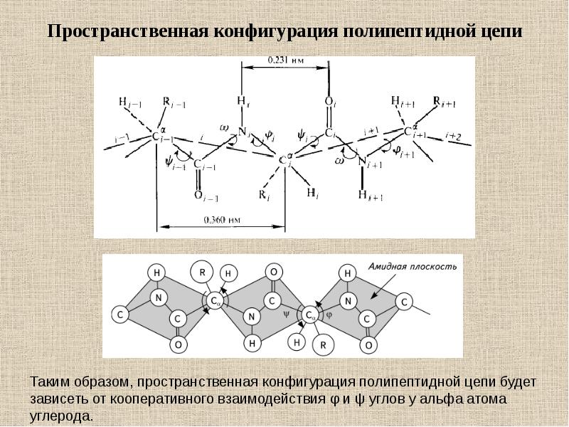 Конфигурация структуры. Пространственная конфигурация полипептидной цепи. Пространственная конфигурация полипептидной связи. Конфигурация полипептидных цепей это. Конформация и конфигурация полипептидных цепей.