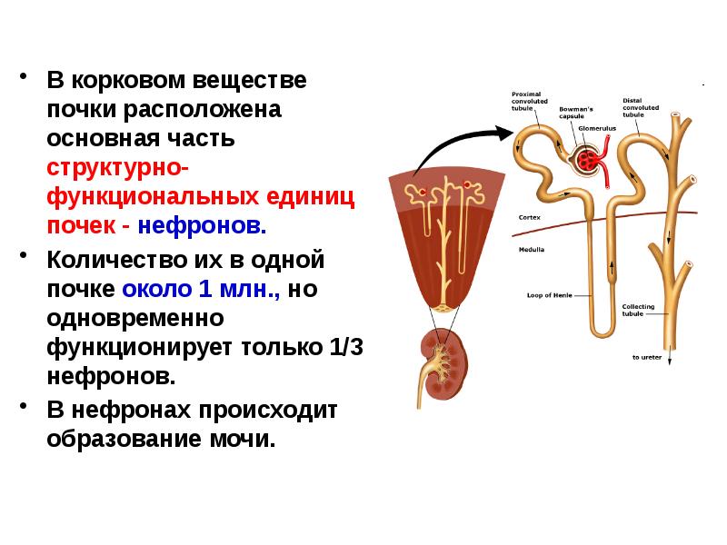 Корковое вещество почки функции. Корковое вещество почки нефрон. Структура коркового вещества почки. Мочевыделительная система человека строение нефрона. Строение коркового и мозгового вещества почки нефрон.