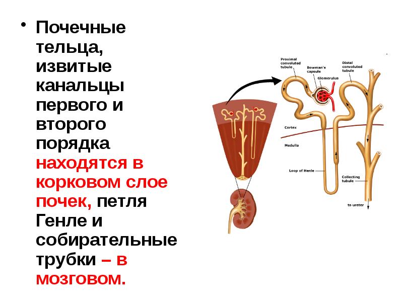 Почечный каналец на рисунке