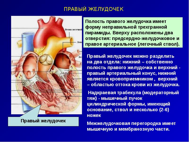 На границе правого желудочка и легочного ствола. Клиническая физиология.