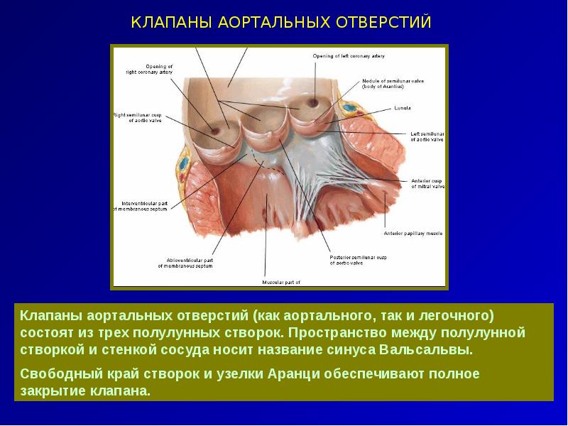 Уровень синусов вальсальвы. Аортальный клапан синус Вальсальвы. Синус Вальсальвы аорты. Синусы Вальсальвы анатомия.