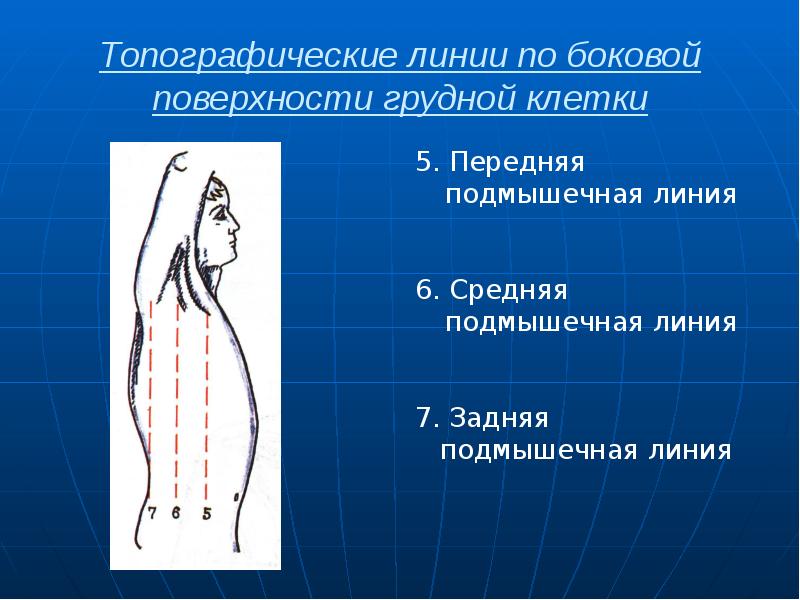 Топографические линии по боковой поверхности грудной клетки 5. Передняя подмышечная линия