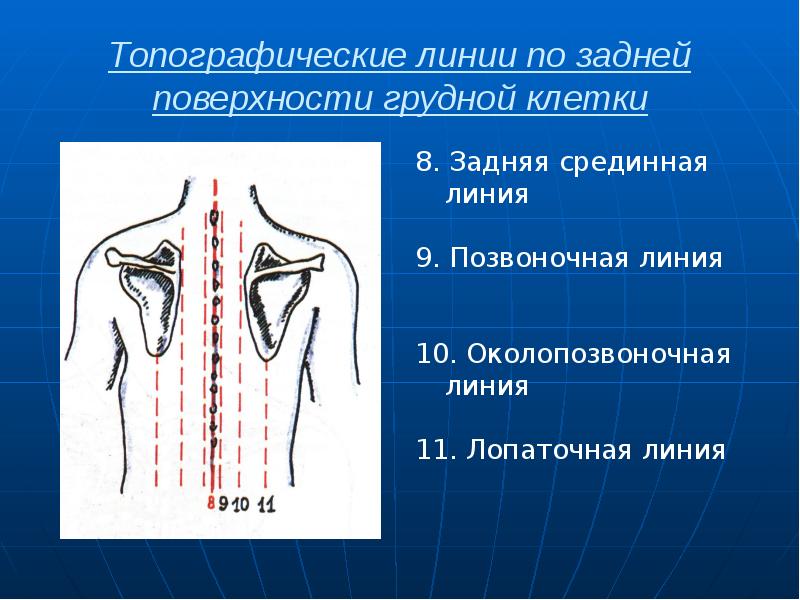 Топографические линии по задней поверхности грудной клетки 8. Задняя срединная линия