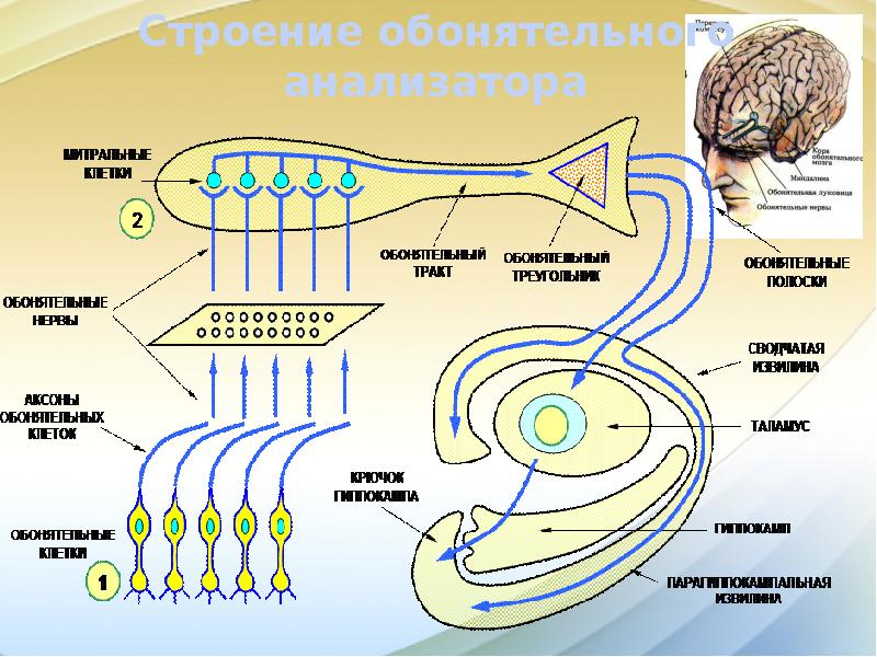 Обонятельный анализатор строение схема