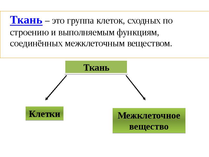 Группы клеток. Ткань это группа клеток сходных по строению и выполняемым функциям. Ткань это группа клеток сходных по. Ткань это группа клеток сходных по строению и выполняющих. Ткань это группа клеток и межклеточное вещество Объединенные.