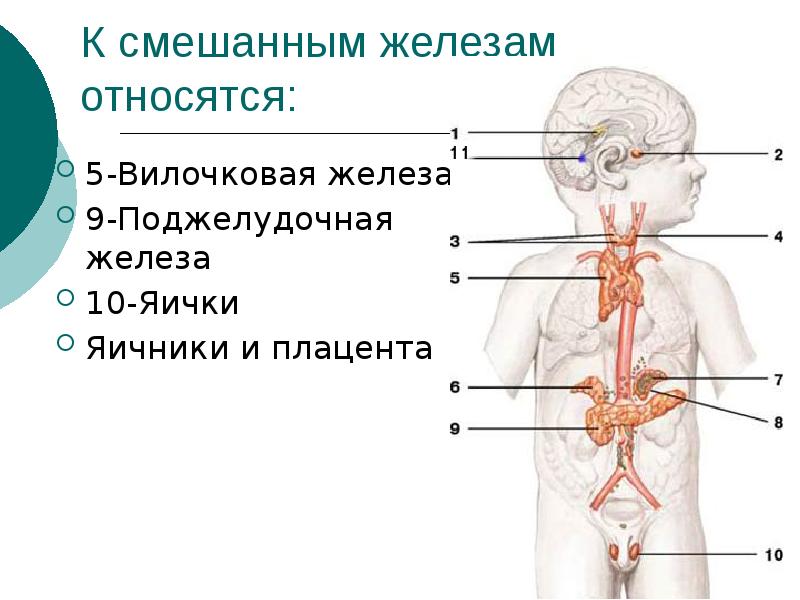 Где находится вилочковая железа у человека рисунок