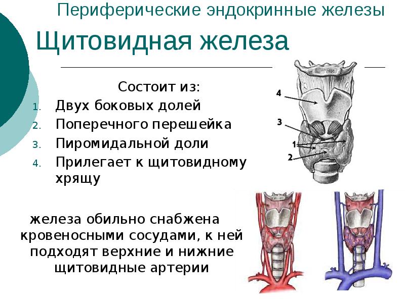 Строение щитовидной железы человека фото с описанием у женщин