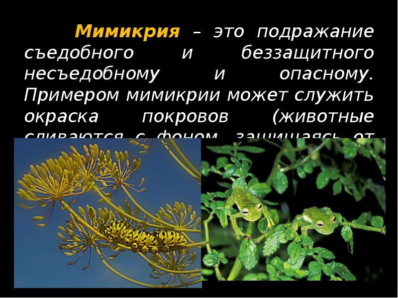 Мимикрия – это подражание съедобного и беззащитного несъедобному и опасному. Примером