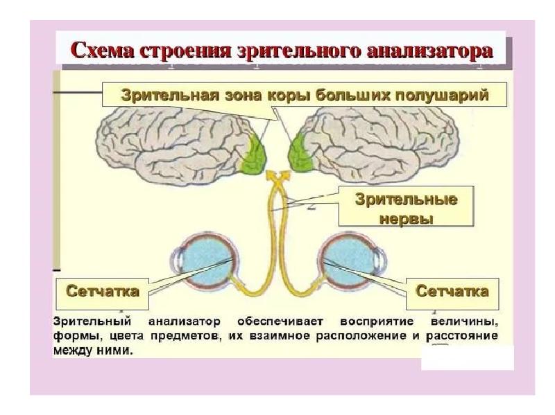 Зрительный анализатор нарисовать