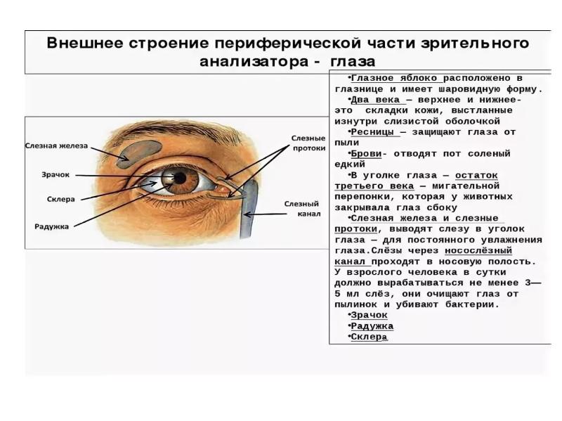 Зрительные ощущения у человека вызывает. Белочная оболочка под верхним веком. Зрительный анализатор строение и функции таблица. "Строение зрительного анализатора" выводы 8 класс. Характеристика бровей в зрительном анализаторе.