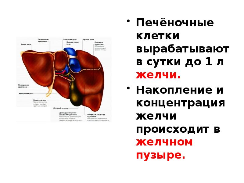Печень это мышца. Накопление желчи происходит в. Анатомия и физиология печени. Концентрация желчи происходит в.