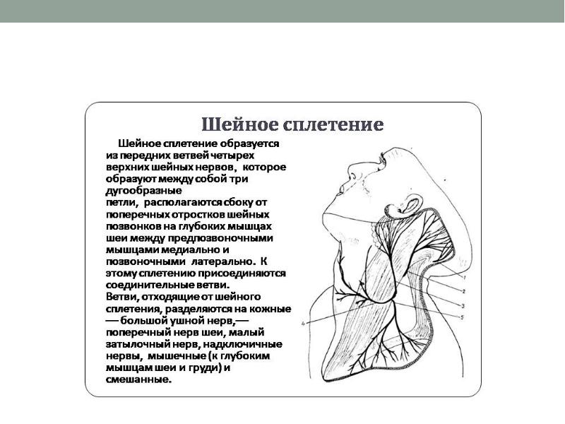 Шейное сплетение анатомия схема