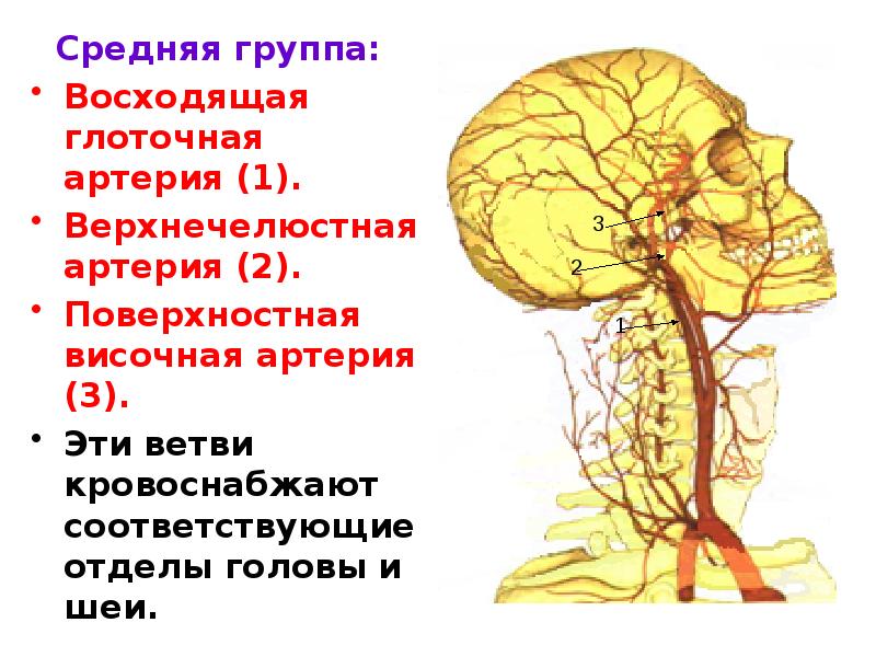 Верхнечелюстная артерия презентация