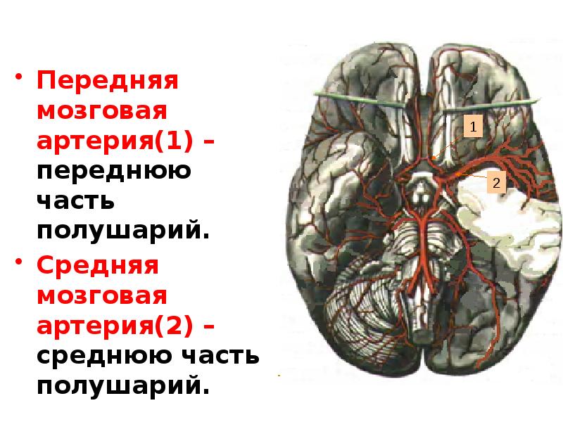 Артерии среднего мозга. Средняя мозговая артерия кровоснабжает. Передняя мозговая артерия кровоснабжает. Ветви передней мозговой артерии. Передняя и средняя мозговые артерии.