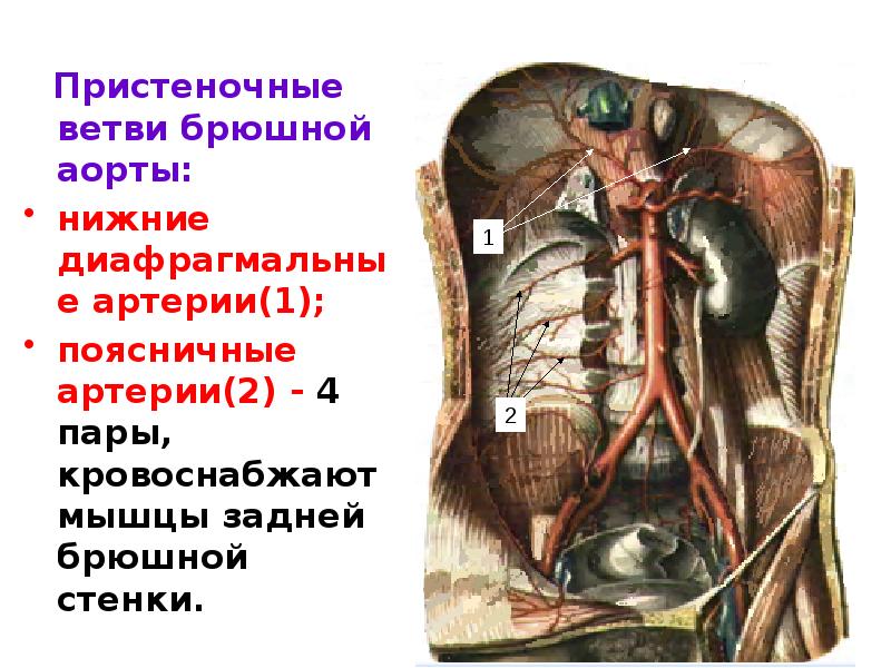 Ветви брюшной части аорты схема