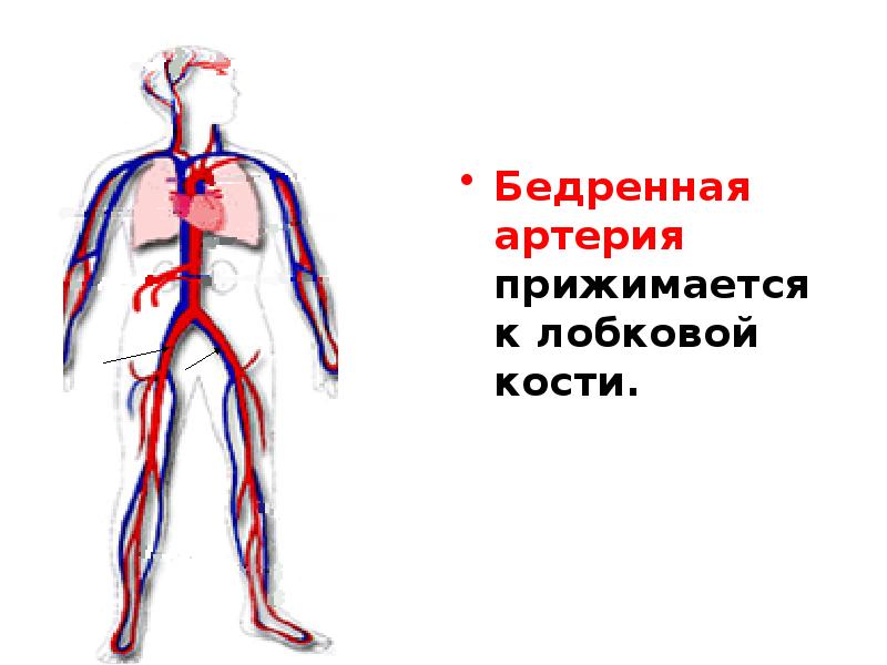 Бедренная артерия. Бедренная артерия на человеке. Бедренная артерия расположена. Бедренная артерия прижимается.