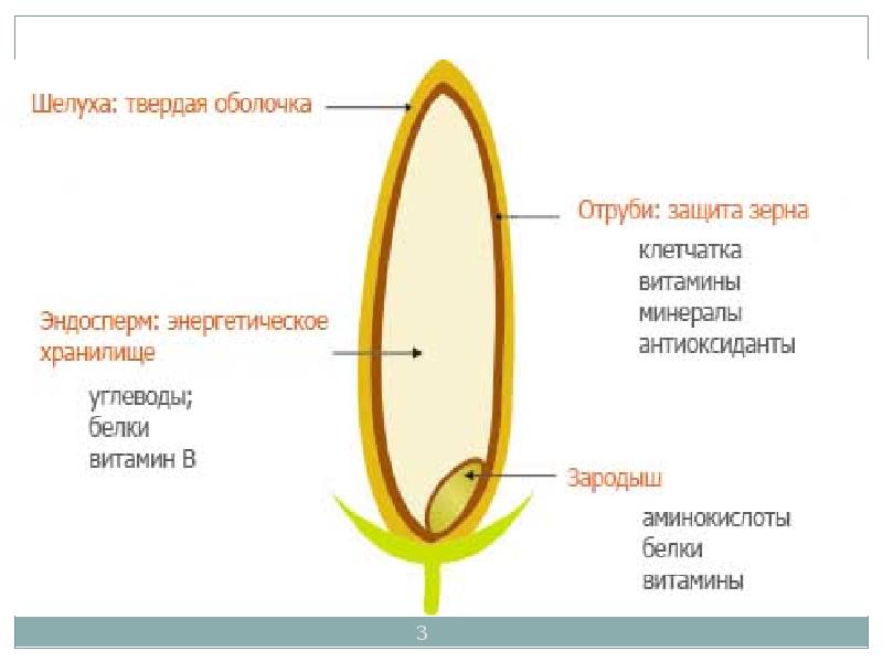 Зерна пшеницы схема