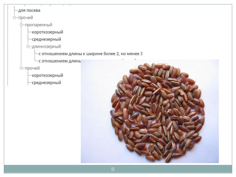 Презентация на тему рис